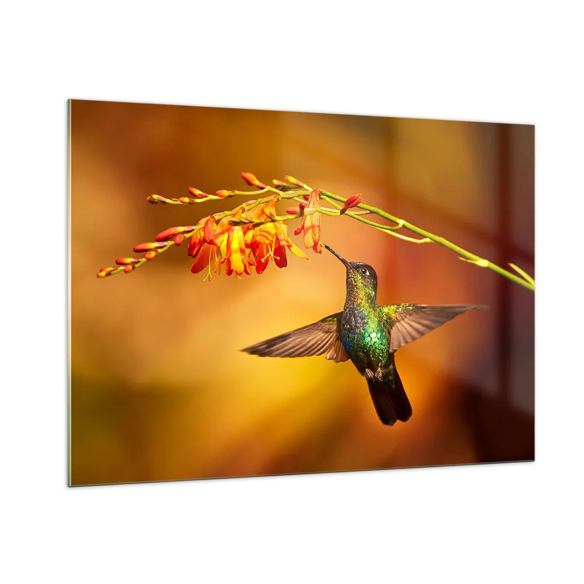 Impression sur verre - Image sur verre - Colibri près des fleurs dans une lueur dorée - 100x70cm - Un messager de lumière selon les Mayas - Décoration murale moderne pour le salon et la chambre ARTTOR
