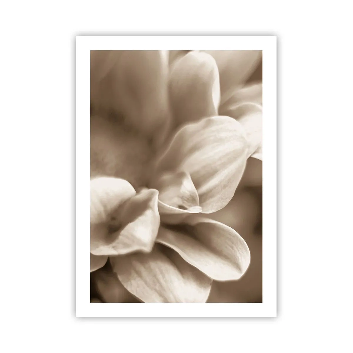 Affiche - Poster - Gros plan de délicats pétales de fleurs aux tons sépia - 50x70cm - Doux comme un sourire - Décoration murale moderne pour le salon et la chambre ARTTOR