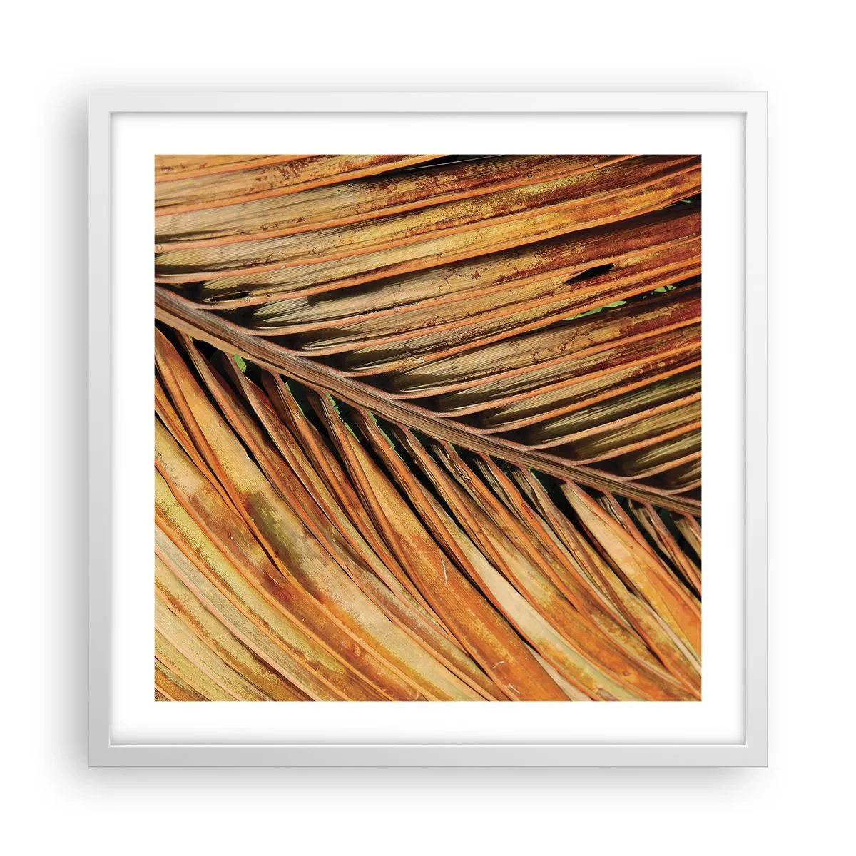 Affiche dans un cadre blanc - Poster - Or de noix de coco - 50x50 cm