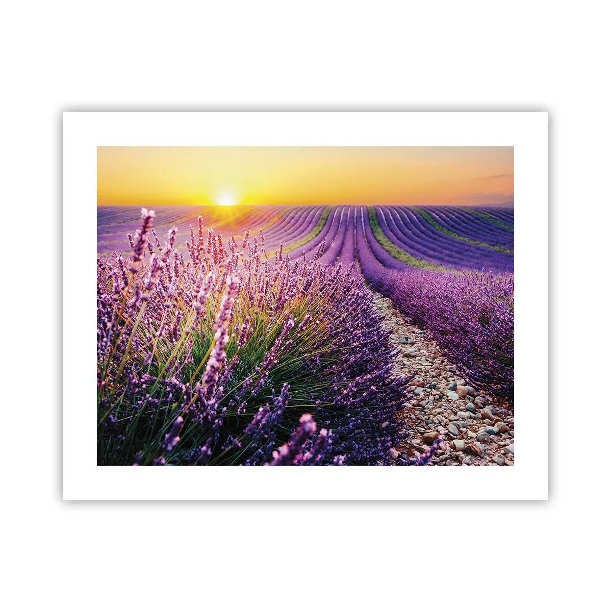 Affiche - Poster - Tige parfumée - 50x40 cm