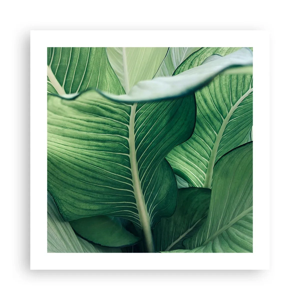 Affiche - Poster - Une vie intensément verte - 50x50 cm