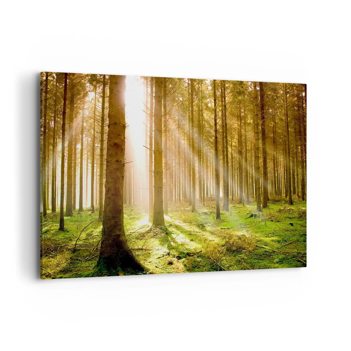 Impression sur toile - Image sur toile - Forêt de conifères avec les rayons du soleil qui brillent à travers les arbres - 100x70cm - Les elfes vont bientôt apparaître - Décoration murale moderne pour le salon et la chambre ARTTOR