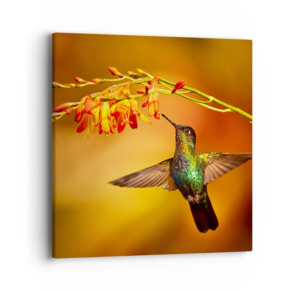 Impression sur toile - Image sur toile - Un messager de lumière selon les Mayas - 40x40 cm