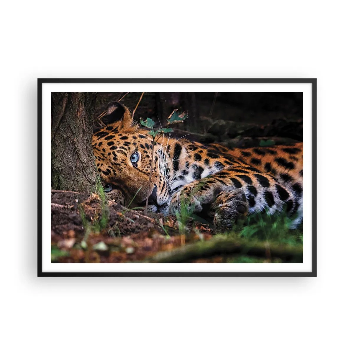 Affiche dans un cadre noir - Poster - Un léopard couché à l'ombre des arbres - 100x70cm - Fais-moi confiance - Décoration murale moderne pour le salon et la chambre ARTTOR