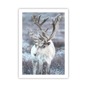 Affiche - Poster - Renne blanc dans un paysage hivernal - 50x70cm - Portrait au soleil - Décoration murale moderne pour le salon et la chambre ARTTOR