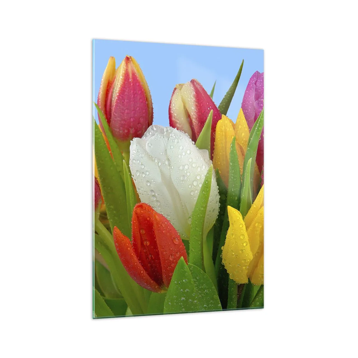 Impression sur verre - Image sur verre - Tulipes colorées couvertes de gouttes de rosée sur fond bleu - 70x100cm - Un arc-en-ciel fleuri en gouttes de rosée - Décoration murale moderne pour le salon et la chambre ARTTOR