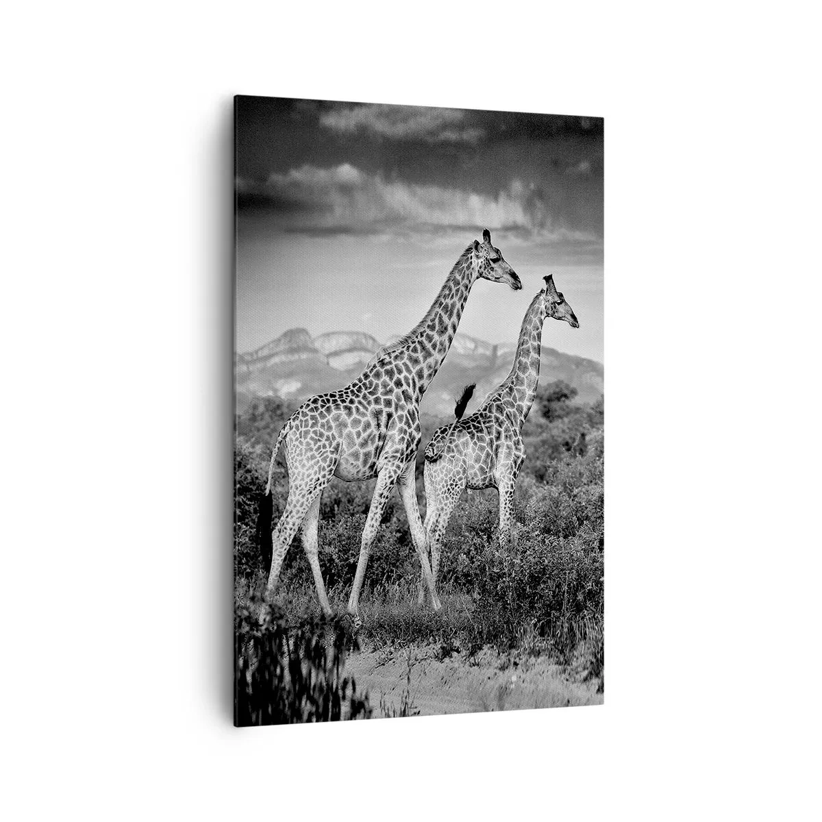 Impression sur toile - Image sur toile - Silhouettes noires et blanches de deux girafes dans la savane - 80x120cm - Hautes sphères en Afrique - Décoration murale moderne pour le salon et la chambre ARTTOR