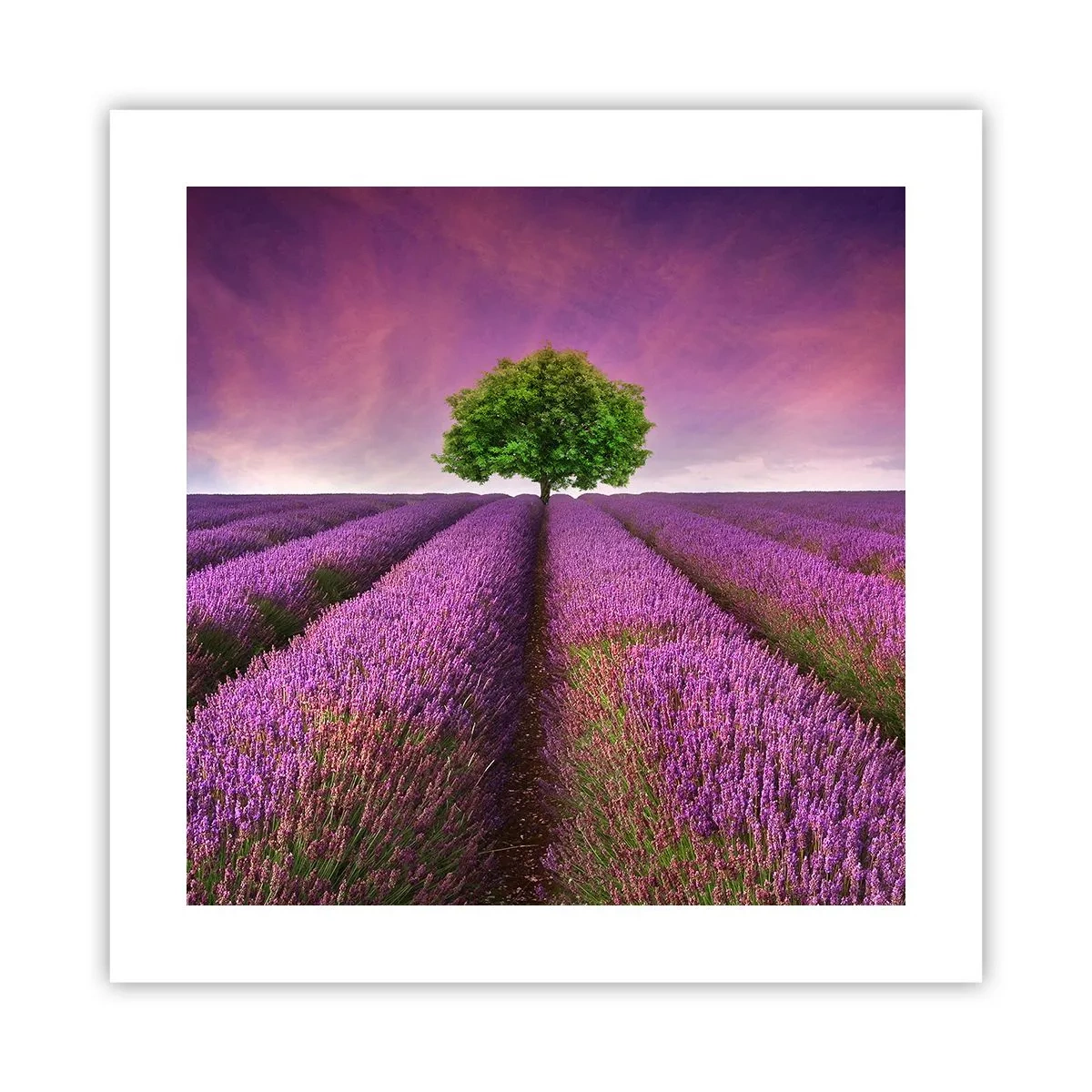Affiche - Poster - Dans un champs de lavande - 40x40 cm