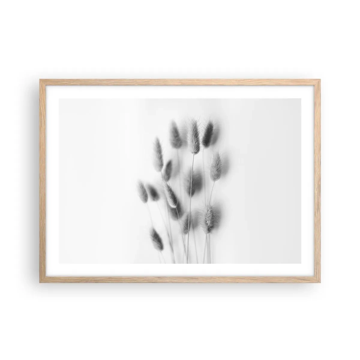 Affiche dans un chêne clair - Poster - Son herbe duveteuse - 70x50 cm