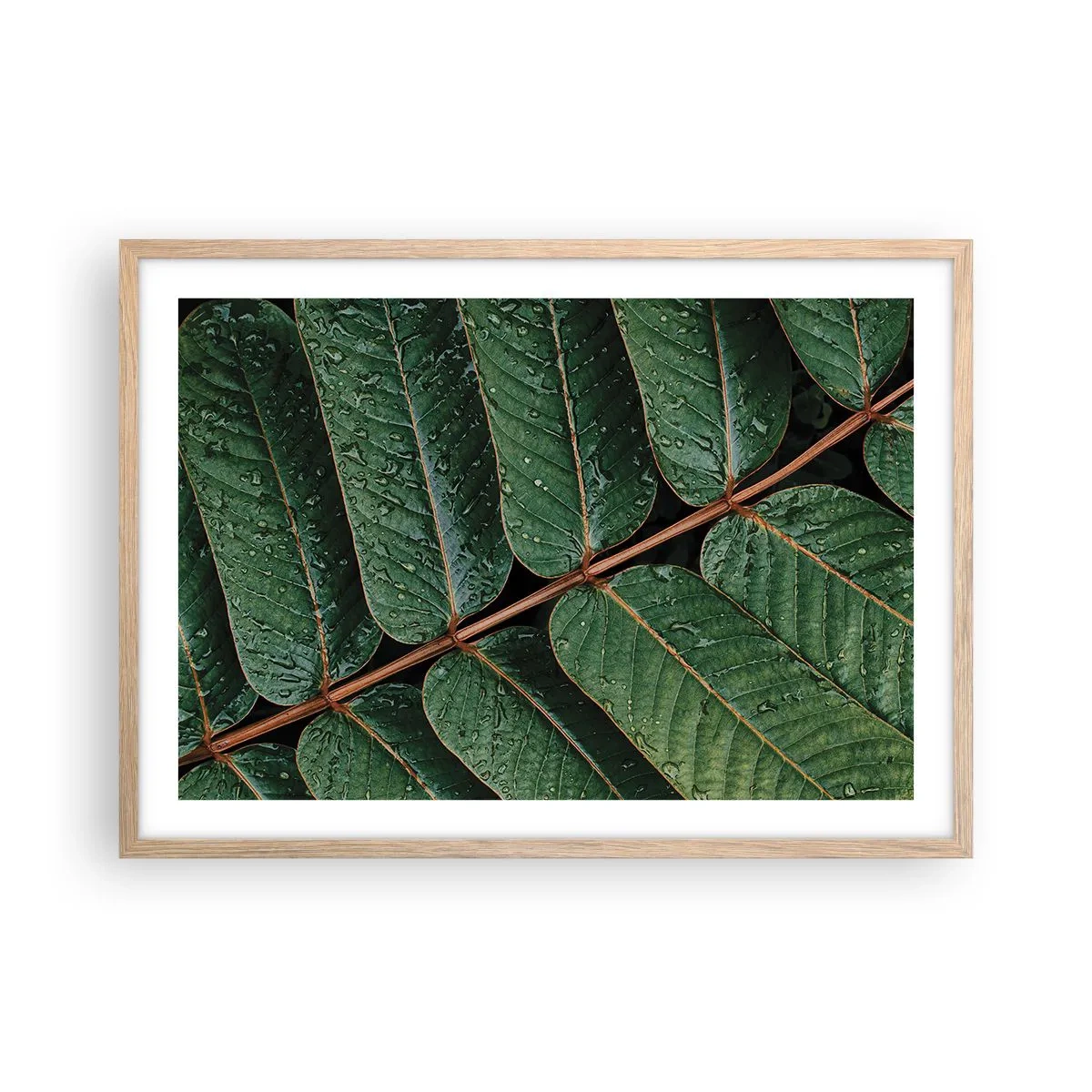 Affiche dans un chêne clair - Poster - Au rythme de la verdure - 70x50 cm