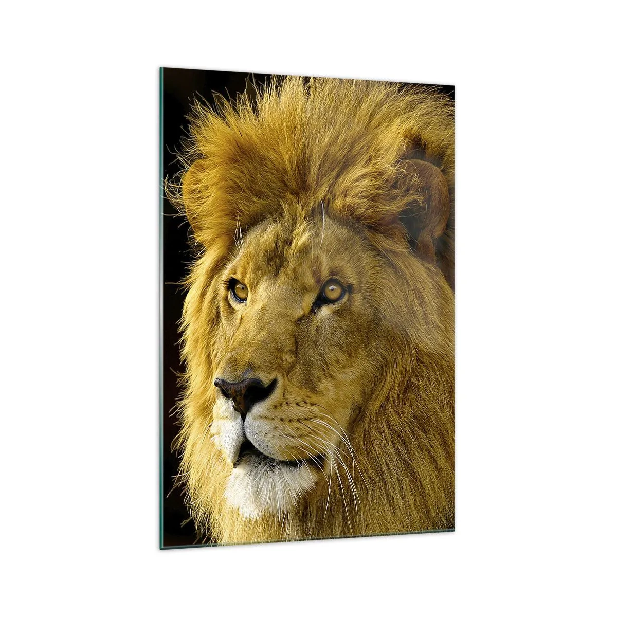 Impression sur verre - Image sur verre - Portrait d'un lion à la crinière majestueuse sur fond sombre - 70x100cm - Portrait de roi - Décoration murale moderne pour le salon et la chambre ARTTOR