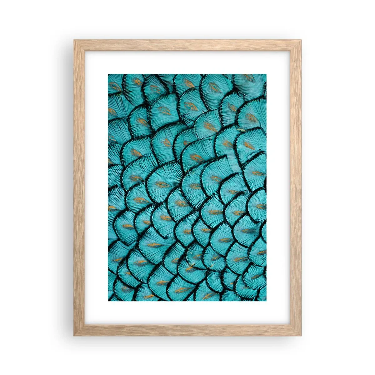 Affiche dans un chêne clair - Poster - Le grand gala des plumes - 30x40 cm