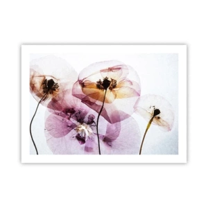 Affiche - Poster - Corps de fleurs transparente - 70x50 cm