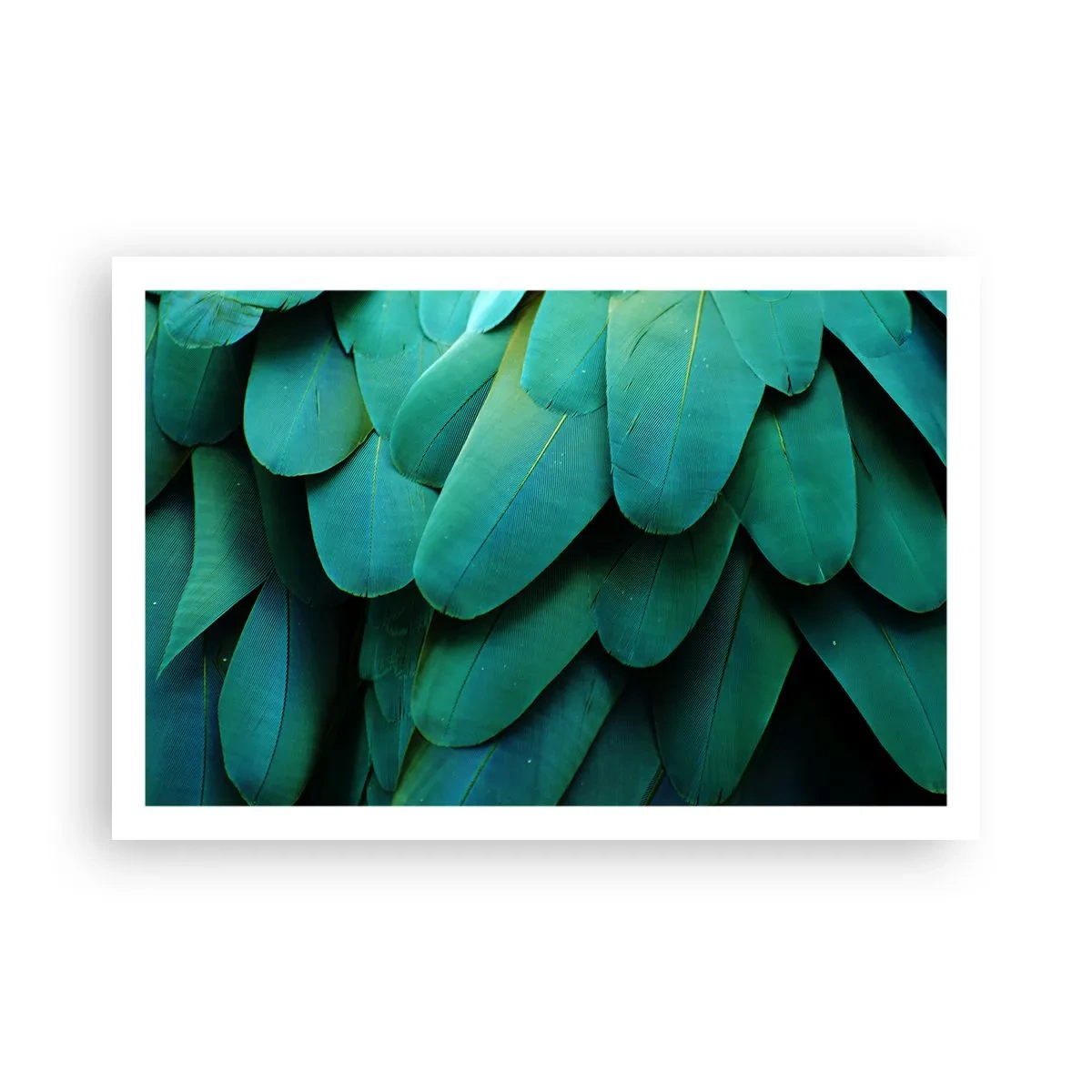 Affiche - Poster - Perfection de la nature du perroquet - 91x61 cm