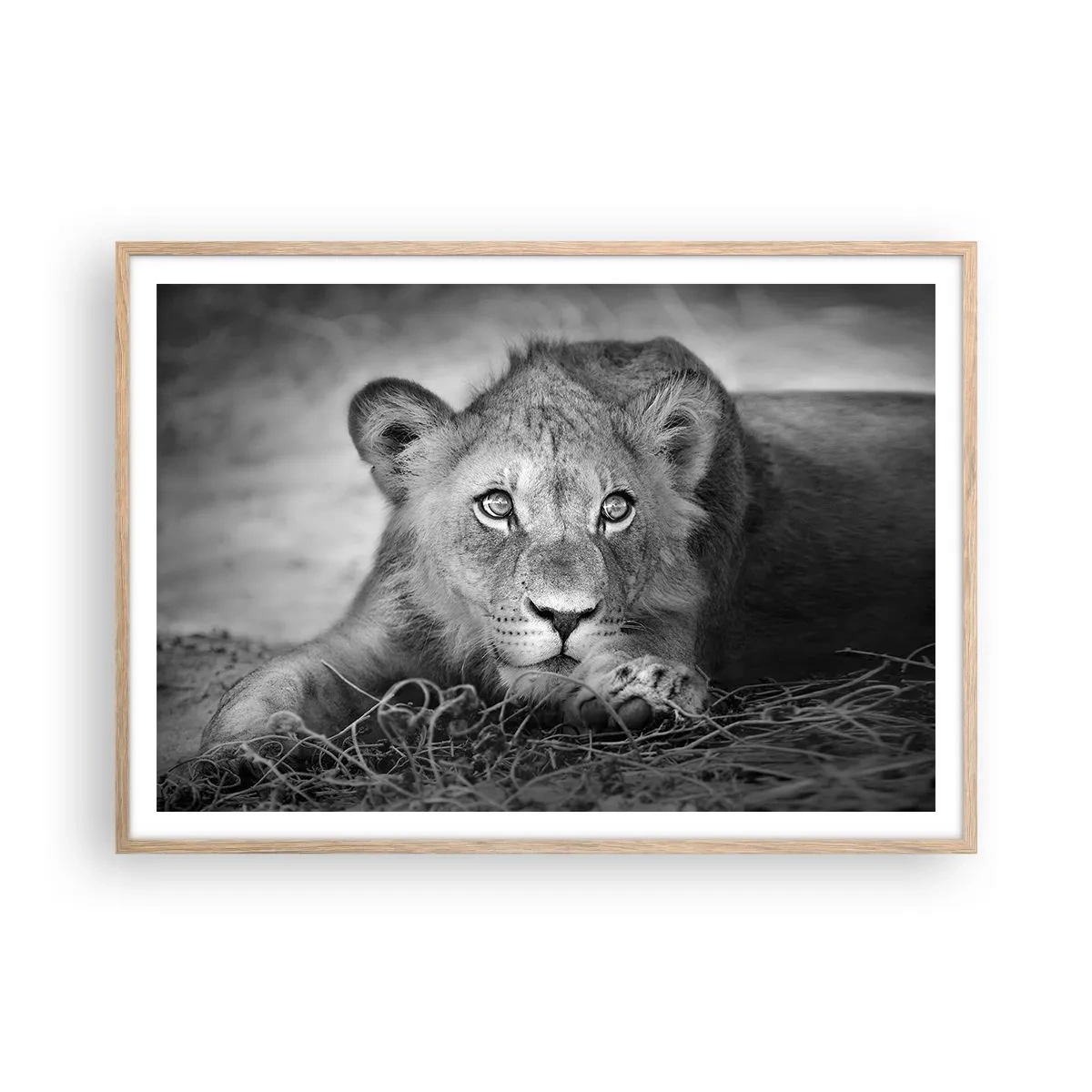 Affiche dans un chêne clair - Poster - Chiot royal - 100x70 cm