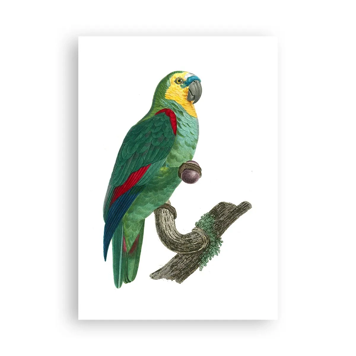 Affiche - Poster - Portrait de perroquet - 70x100 cm