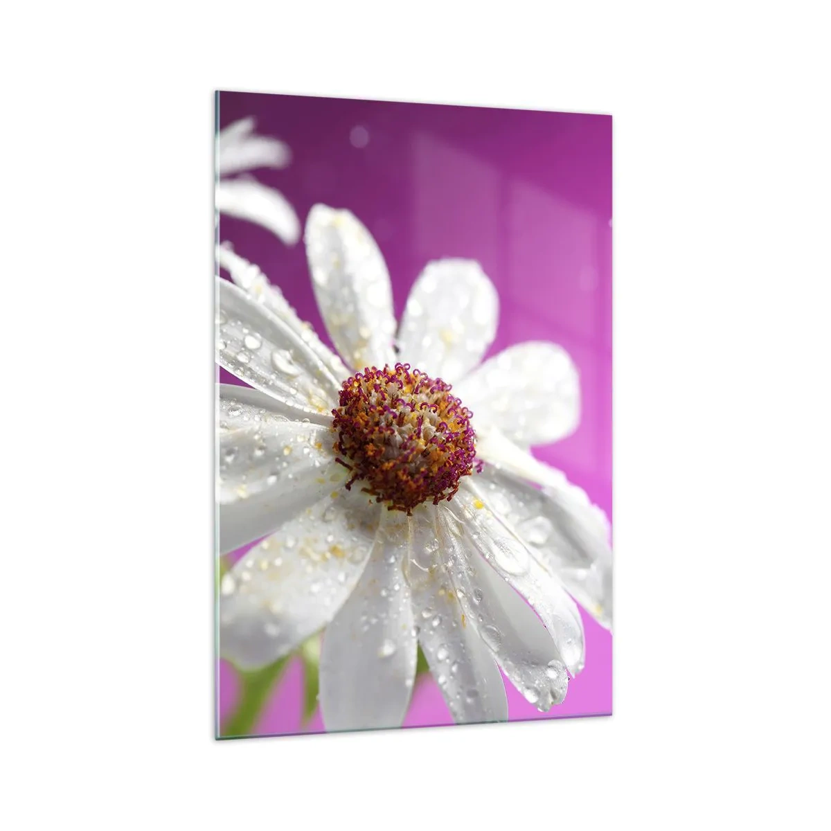 Impression sur verre - Image sur verre - Une marguerite blanche recouverte de gouttes d'eau sur un fond rose - 70x100cm - Modeste dans sa beauté - Décoration murale moderne pour le salon et la chambre ARTTOR