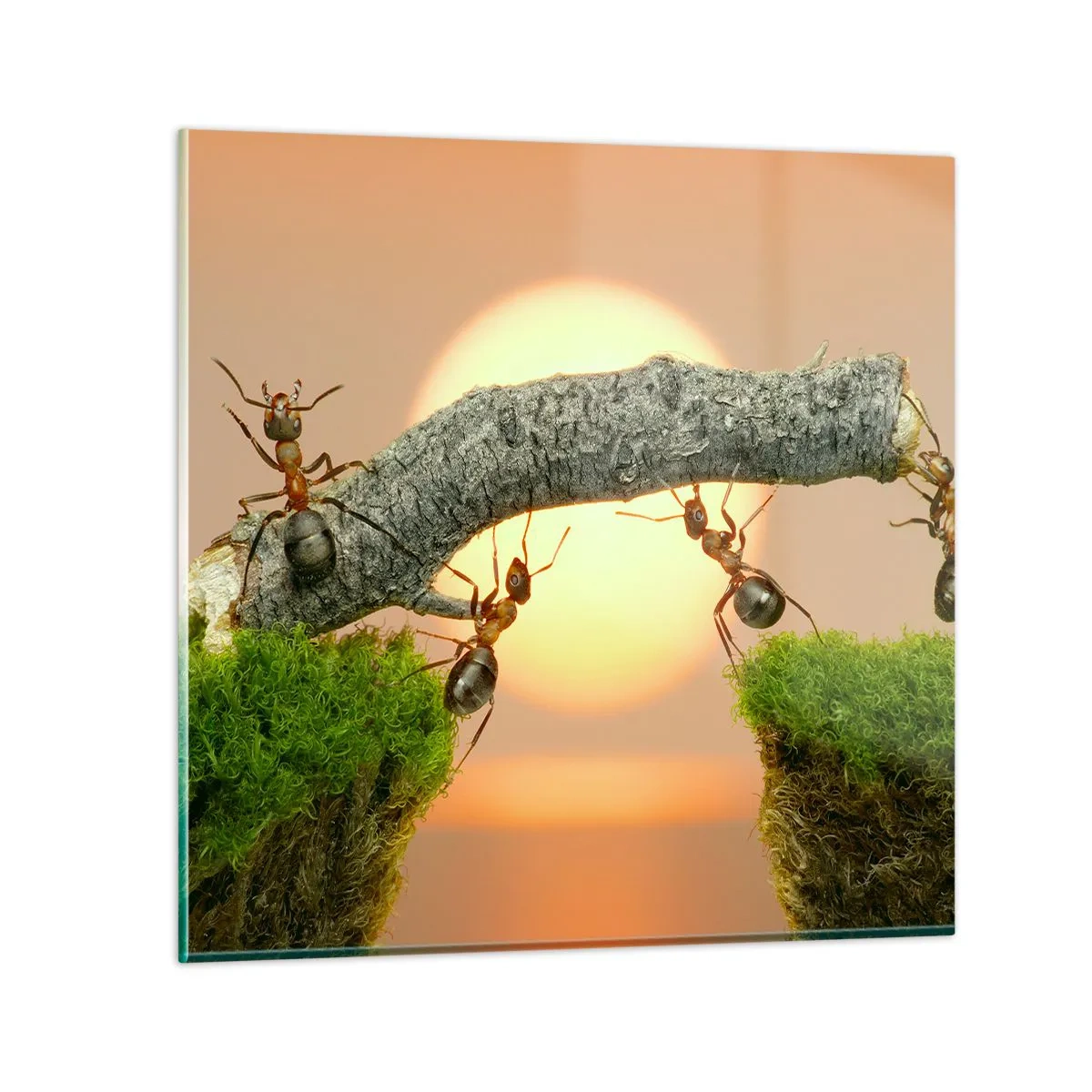 Impression sur verre - Image sur verre - La joie, travaille d'équipe - 30x30 cm