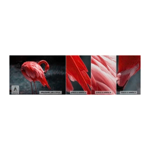 Échantillon de Papier Peint Premium Sand - Poème cramoisi de la nature - Flamant, Oiseau, Nature - 100x30 cm