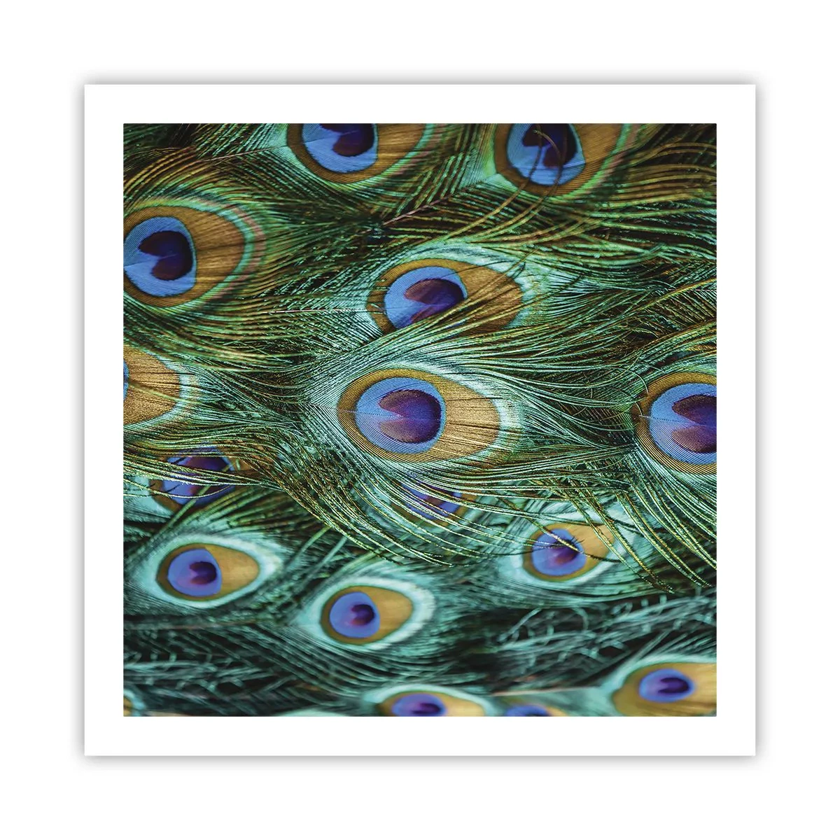 Affiche - Poster - Un regard de paon - 60x60 cm