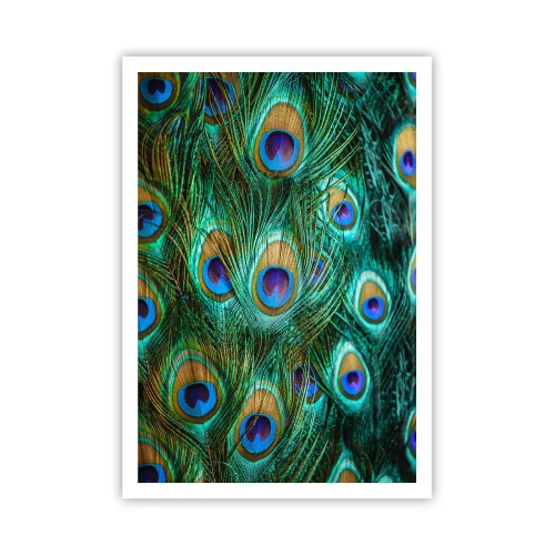 Affiche - Poster - Un regard de paon - 70x100 cm