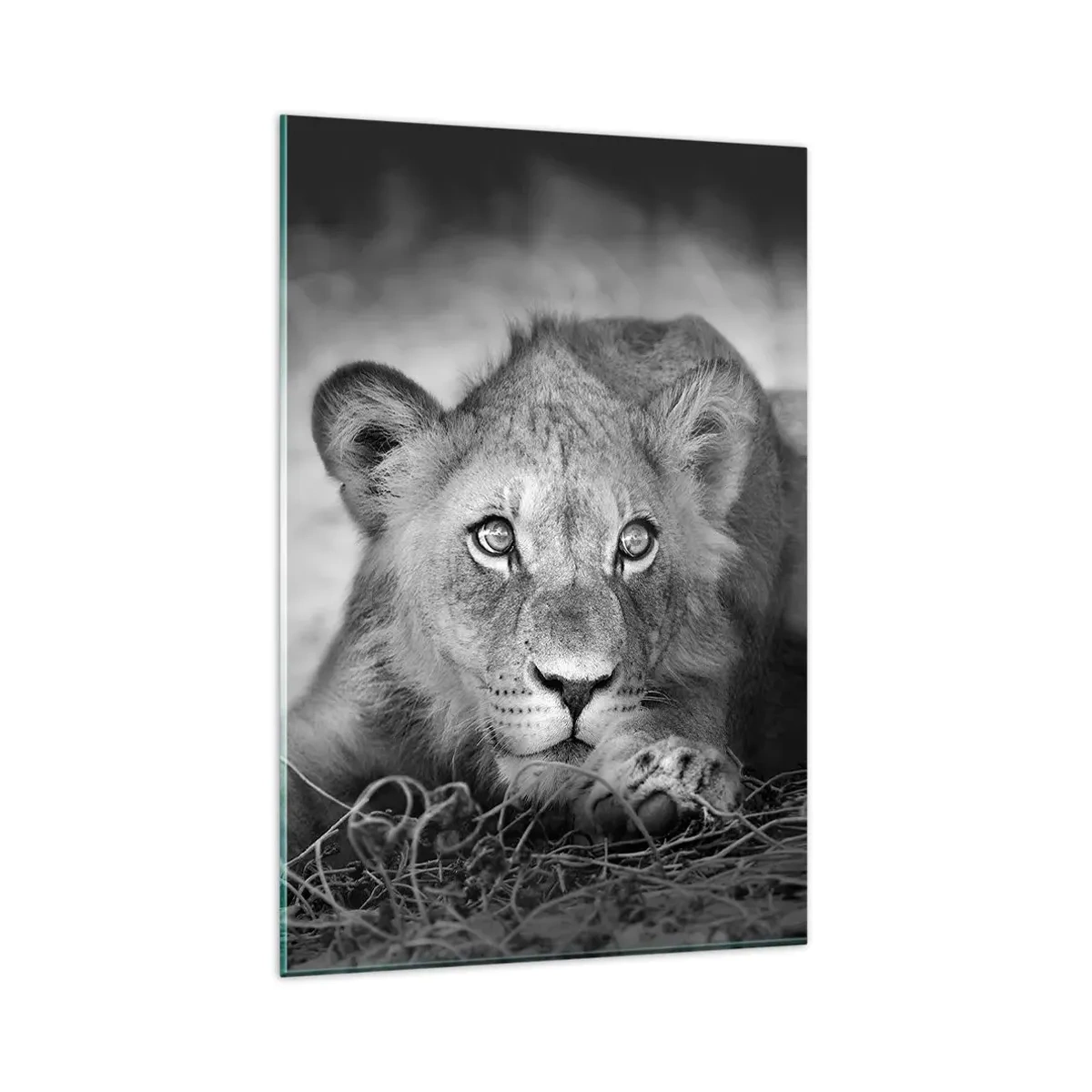 Impression sur verre - Image sur verre - Portrait monochrome d'un jeune lion couché - 80x120cm - Chiot royal - Décoration murale moderne pour le salon et la chambre ARTTOR