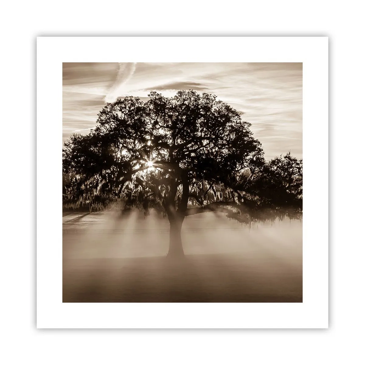 Affiche - Poster - Arbre de bonnes nouvelles - 40x40 cm