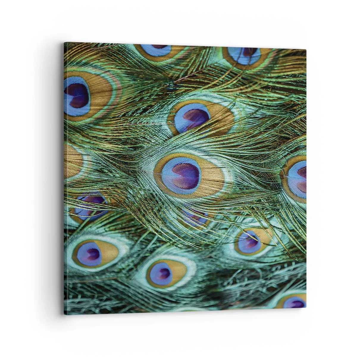 Impression sur toile - Image sur toile - Un regard de paon - 70x70 cm