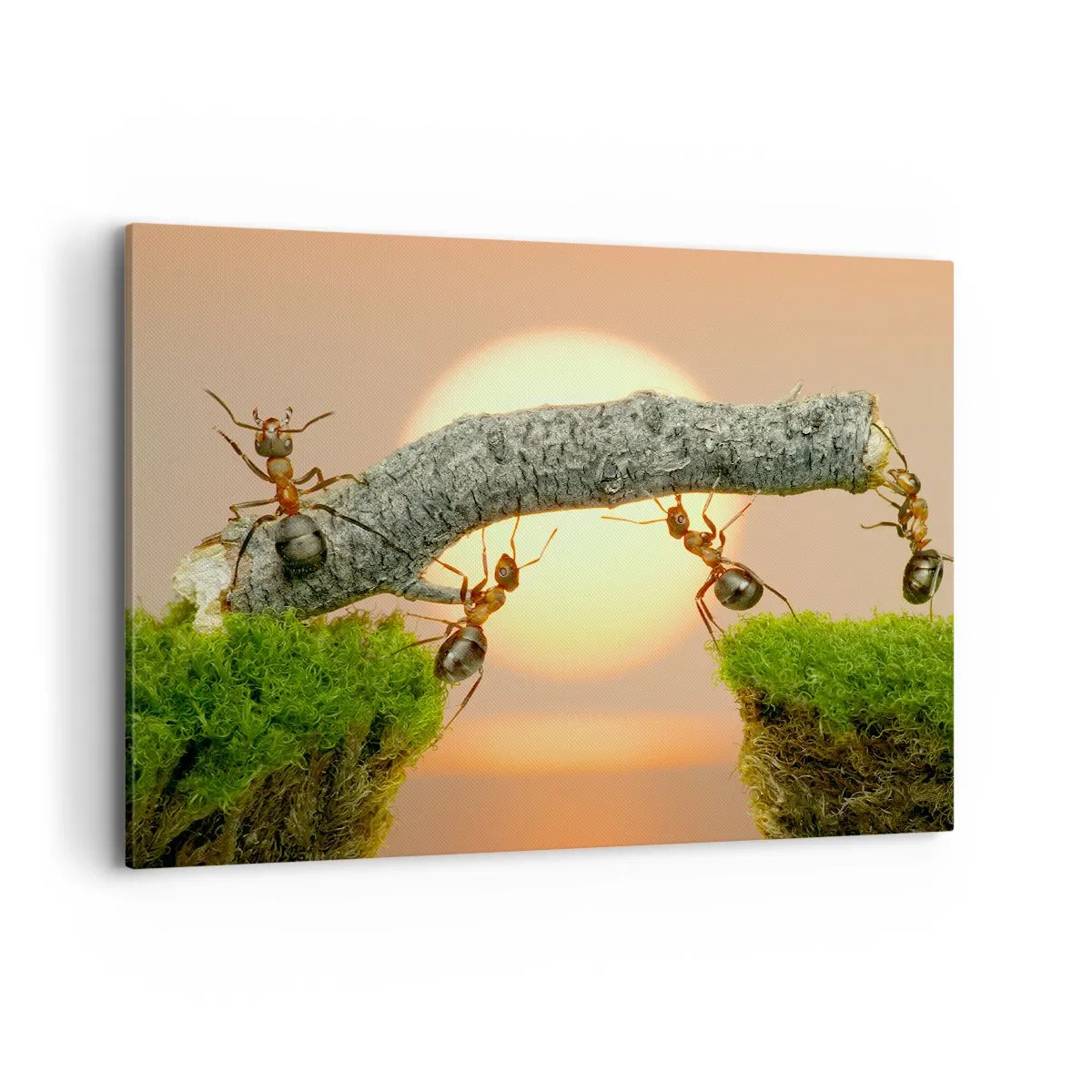 Impression sur toile - Image sur toile - Des fourmis construisent un pont de branches sur fond de soleil couchant. - 100x70cm - La joie, travaille d'équipe - Décoration murale moderne pour le salon et la chambre ARTTOR