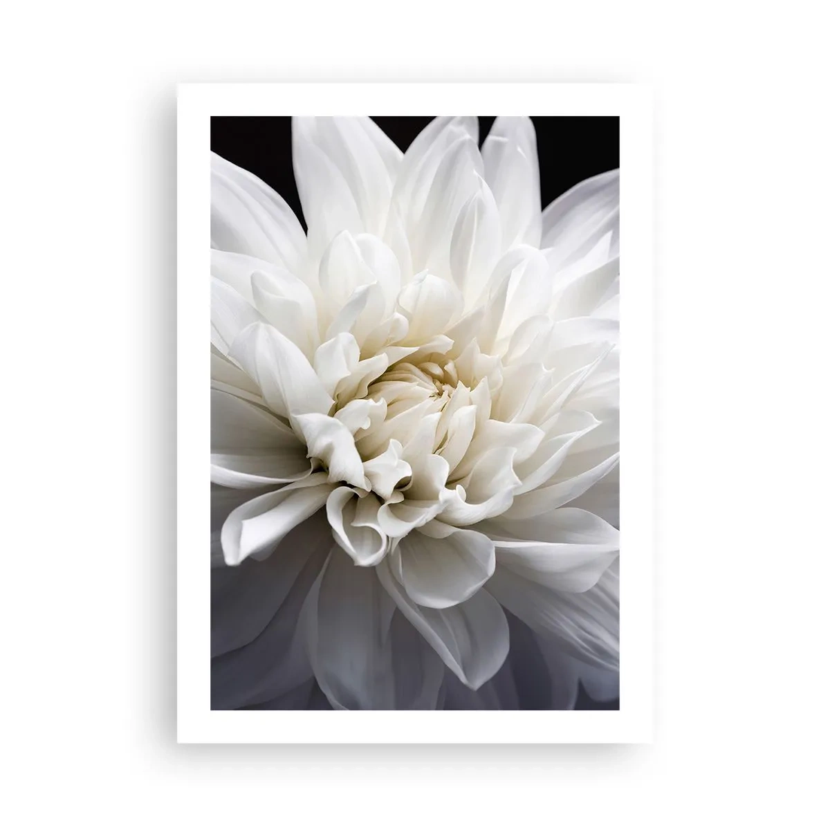 Affiche - Poster - Gros plan d'un dahlia blanc sur un fond sombre - 50x70cm - Le matin de la jeune mariéé - Décoration murale moderne pour le salon et la chambre ARTTOR