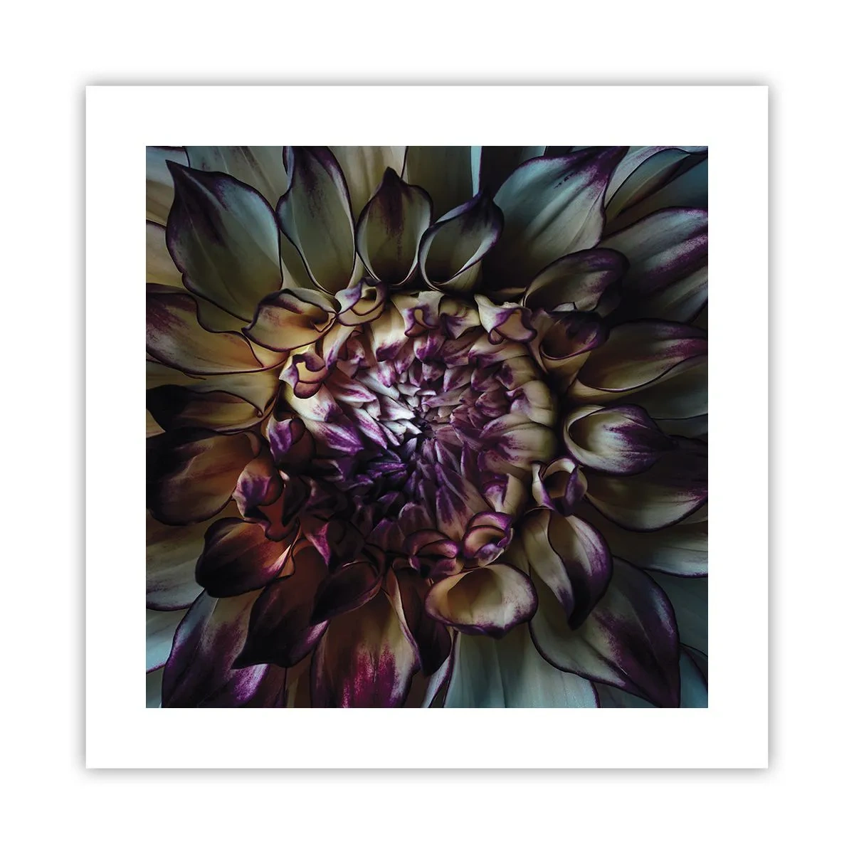 Affiche - Poster - L'apogée de la jeunesse - 40x40 cm