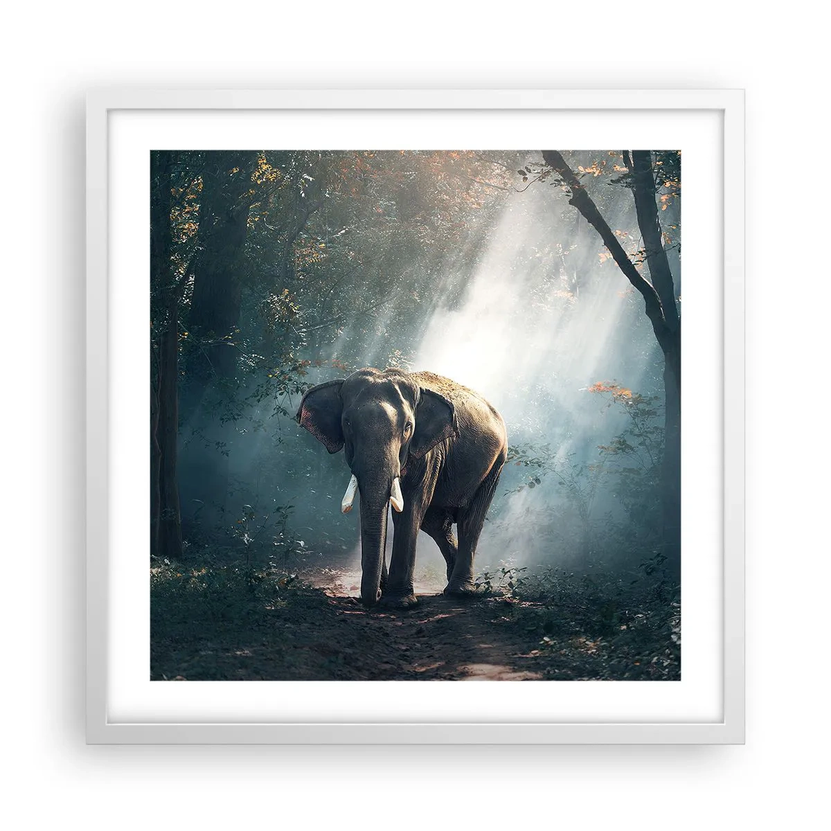 Affiche dans un cadre blanc - Poster - Une balade tranquille - 50x50 cm