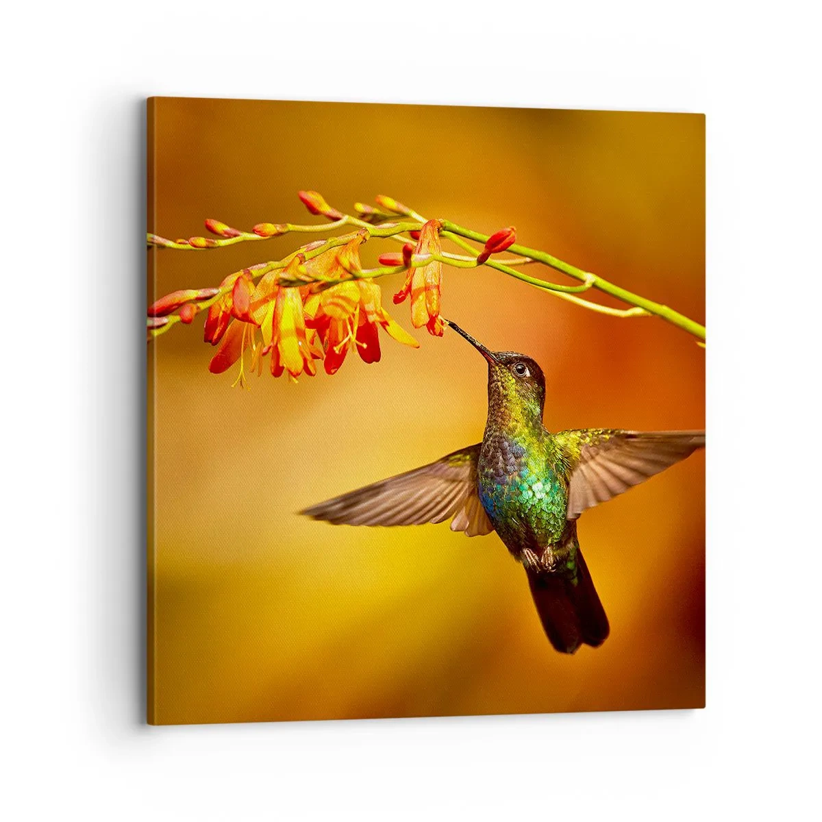 Impression sur toile - Image sur toile - Un messager de lumière selon les Mayas - 70x70 cm