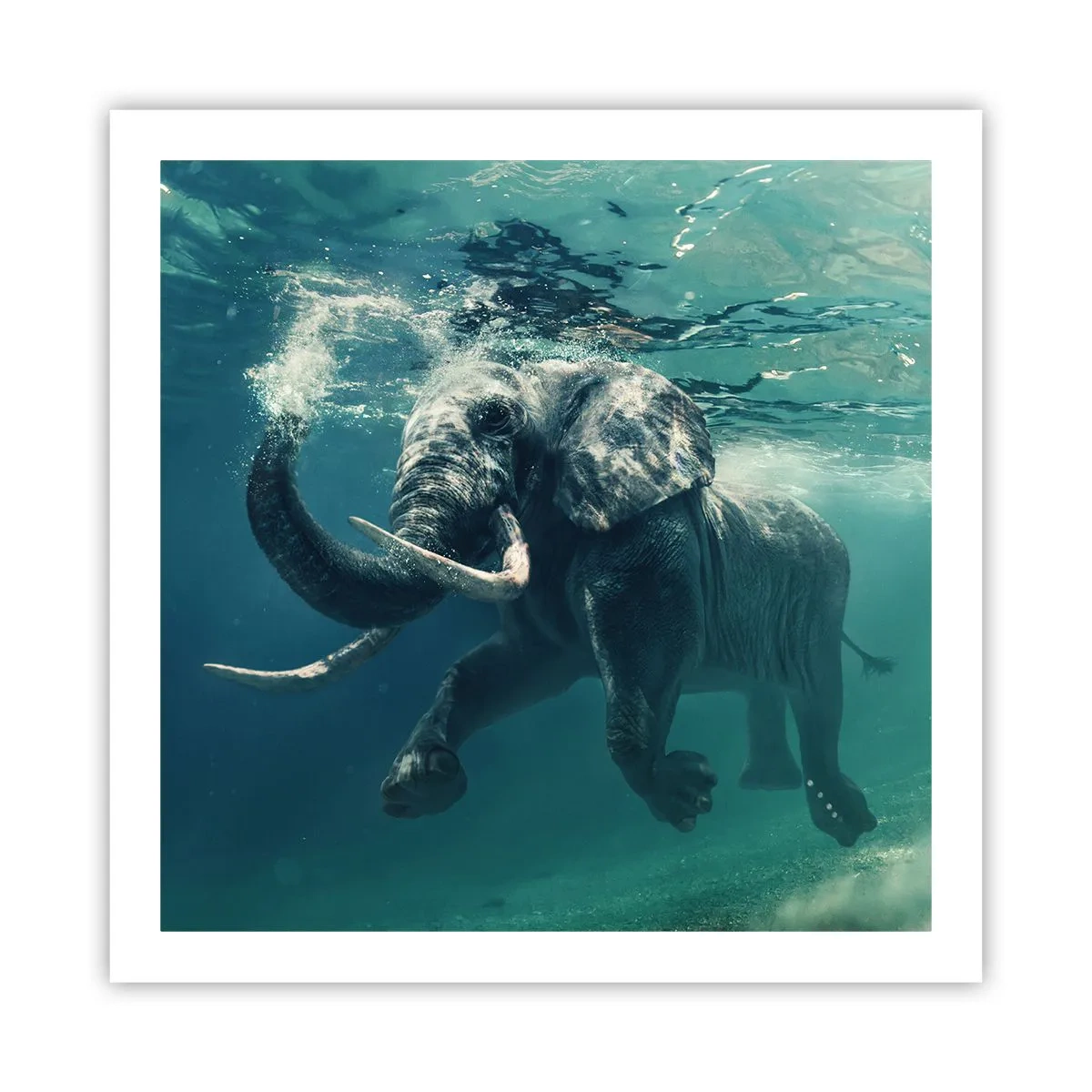 Affiche - Poster - Tout le monde aime nager - 60x60 cm