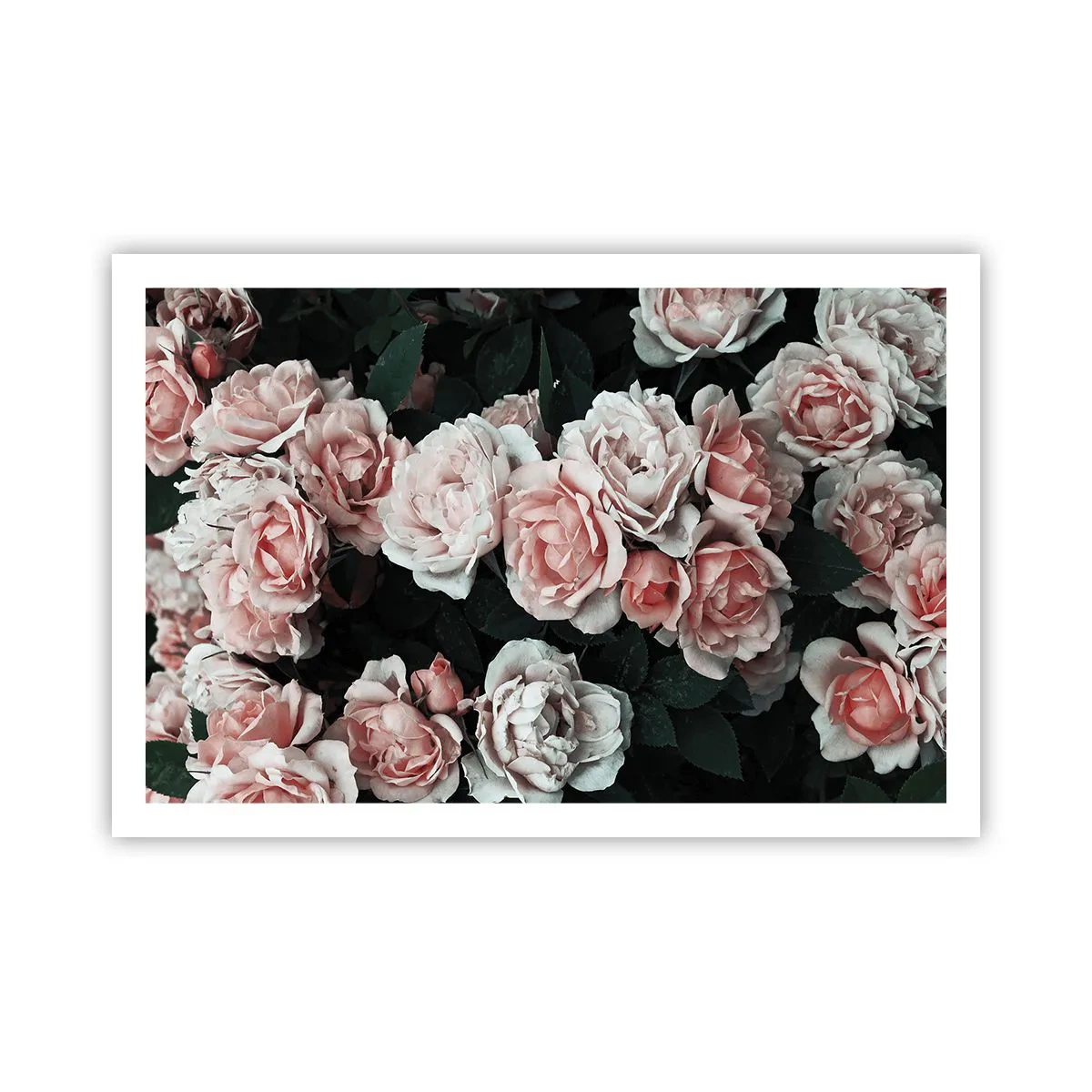 Affiche - Poster - Ensemble de rose - 91x61 cm