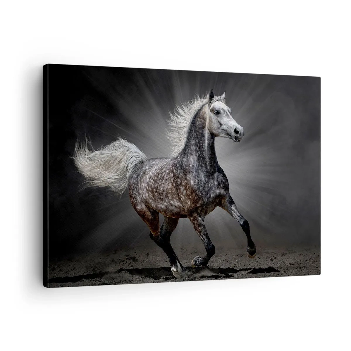 Impression sur toile - Image sur toile - Un cheval blanc galopant sur un fond sombre - 70x50cm - Le gris est beau - Décoration murale moderne pour le salon et la chambre ARTTOR