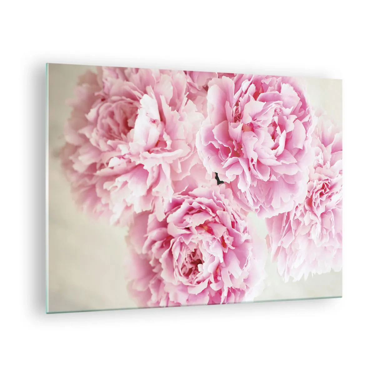 Impression sur verre - Image sur verre - Un bouquet de pivoines roses pleines sur un fond clair - 70x50cm - En glamour rose - Décoration murale moderne pour le salon et la chambre ARTTOR