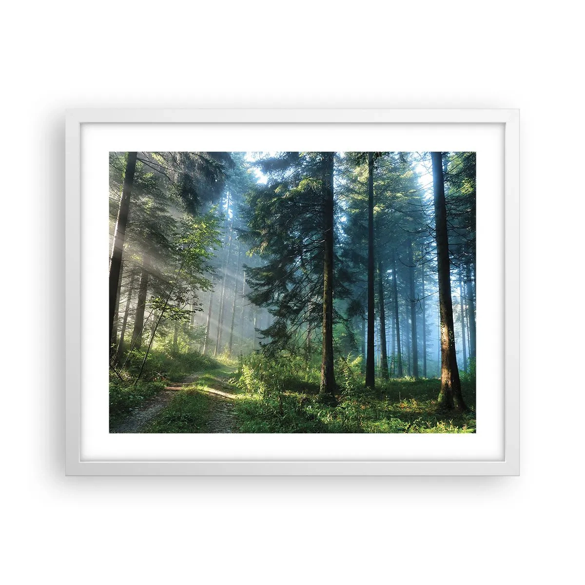 Affiche dans un cadre blanc - Poster - Rayonnant le matin - 50x40 cm
