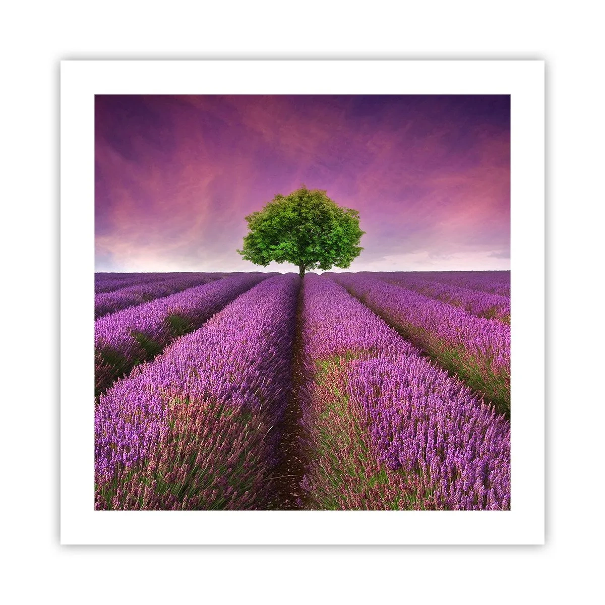 Affiche - Poster - Dans un champs de lavande - 50x50 cm