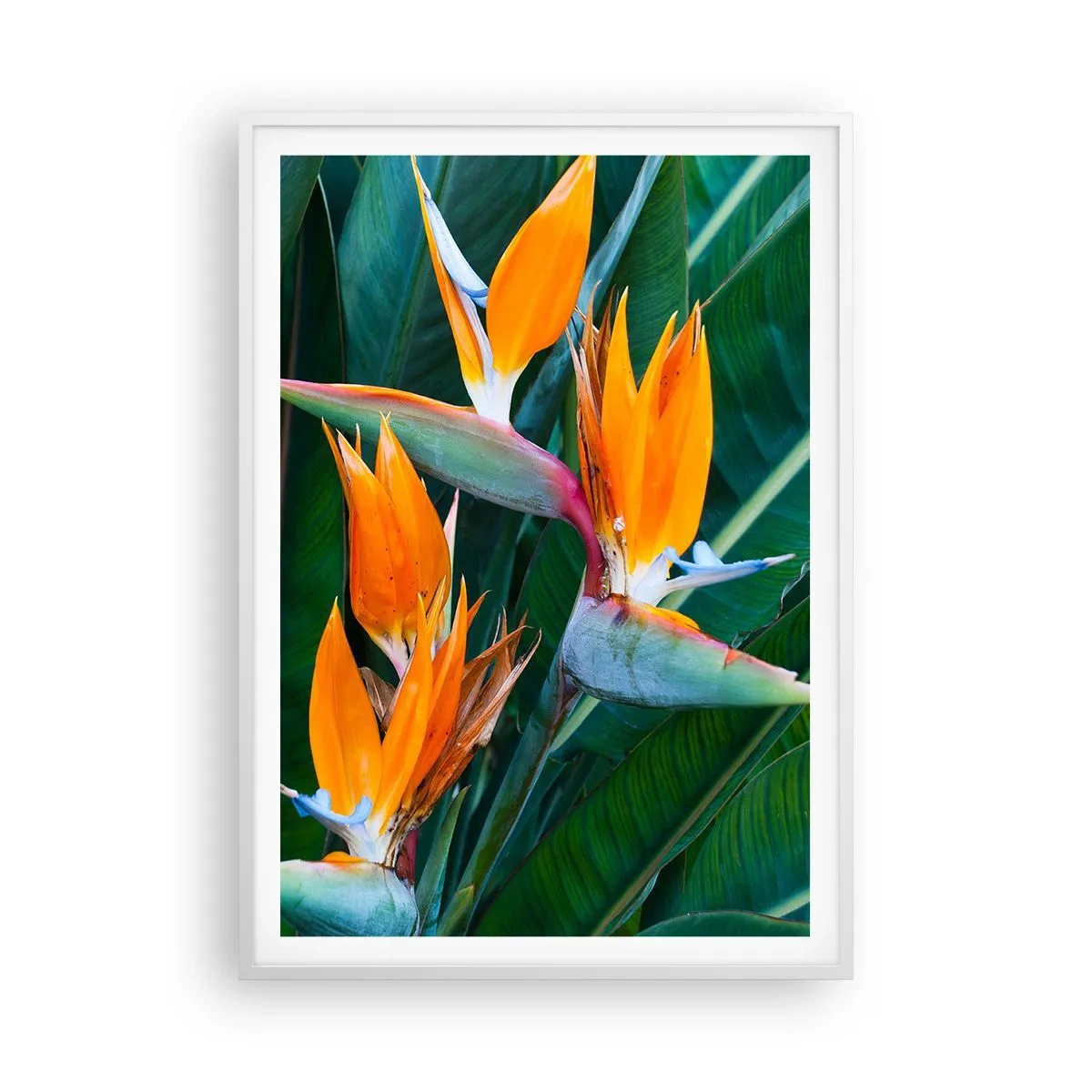 Affiche dans un cadre blanc - Poster - Est-ce une fleur, est-ce un oiseaux? - 70x100 cm