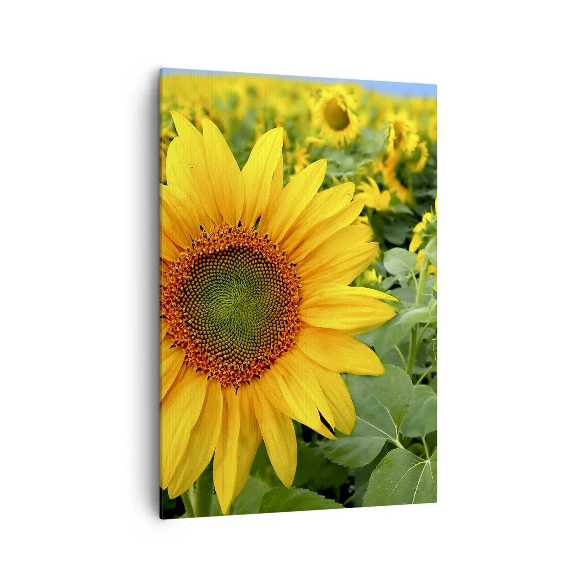 Impression sur toile - Image sur toile - Un champ de tournesols aux fleurs jaunes sur fond de feuilles vertes - 70x100cm - Des centaines de soleils se sont embrasés - Décoration murale moderne pour le salon et la chambre ARTTOR