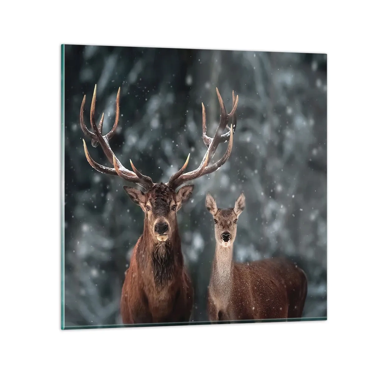 Impression sur verre - Image sur verre - Le roi de la forêt avec sa femme - 40x40 cm