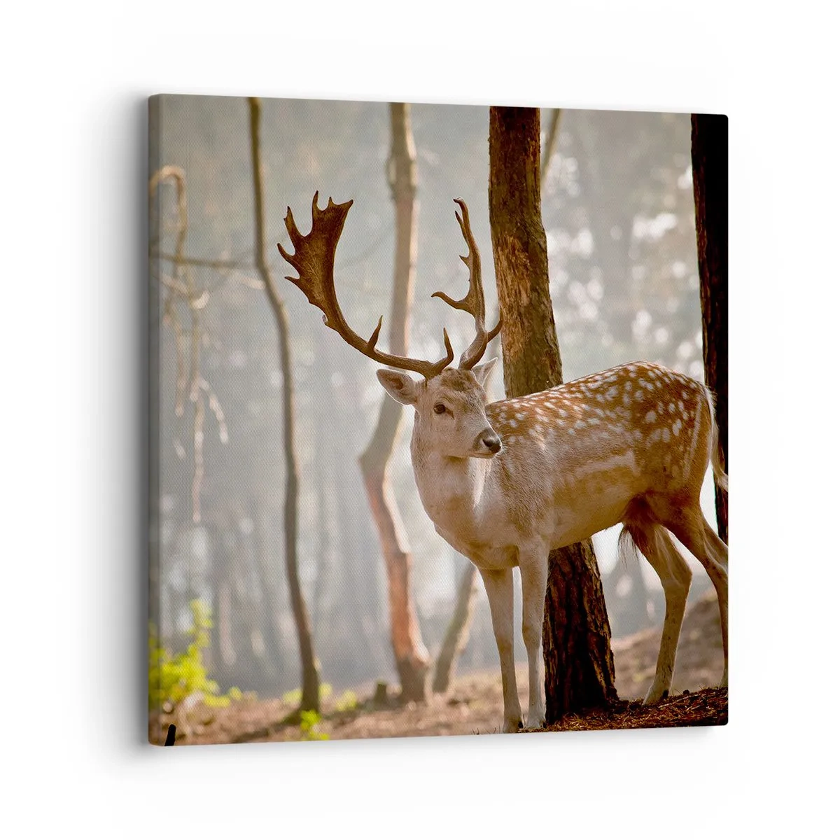 Impression sur toile - Image sur toile - La lumière de la jeunesse - 30x30 cm