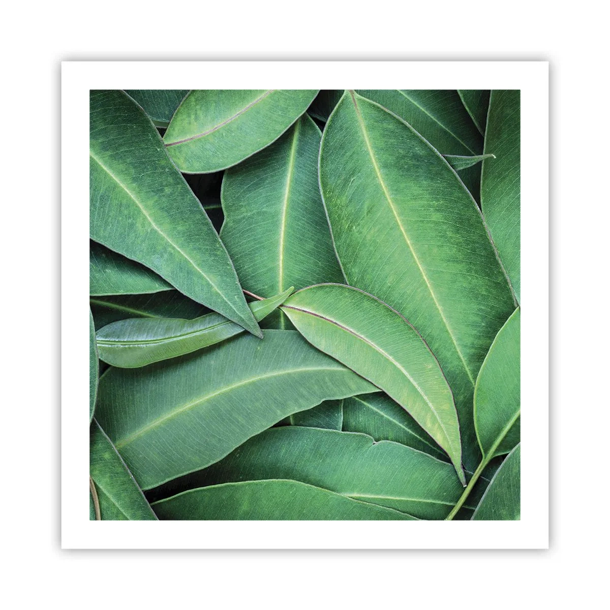 Affiche - Poster - Juteux et frais - 60x60 cm