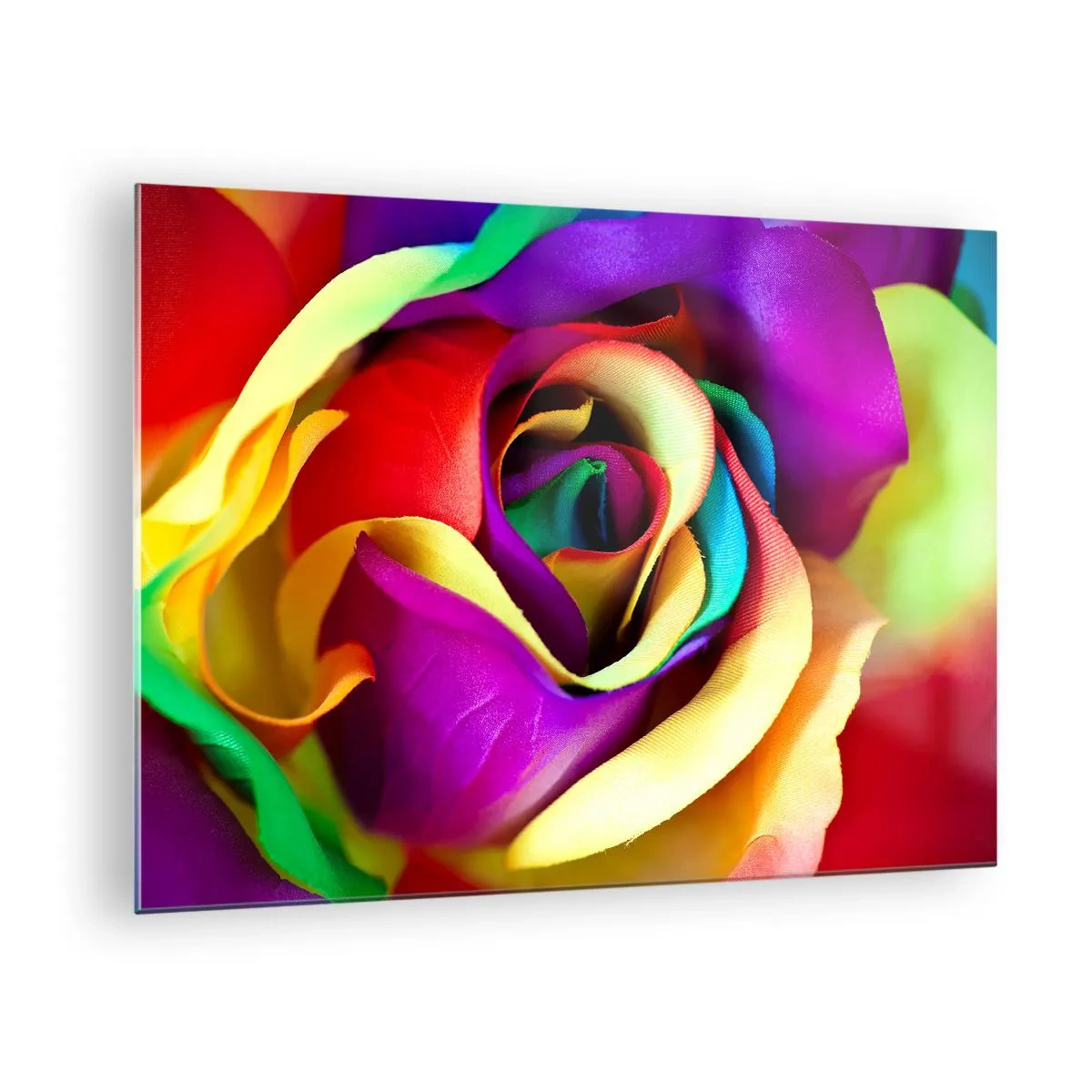 Impression sur verre - Image sur verre - Une rose colorée aux couleurs de l'arc-en-ciel - 70x50cm - Ce n'est pas possible - Décoration murale moderne pour le salon et la chambre ARTTOR