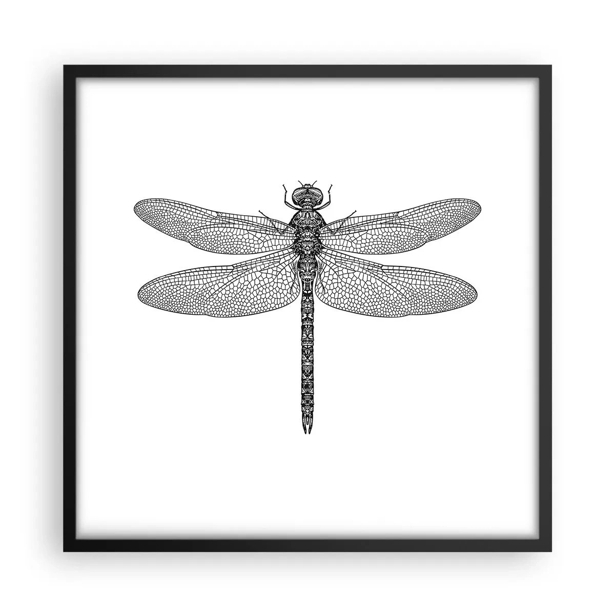 Affiche dans un cadre noir - Poster - Précision de la nature - 50x50 cm