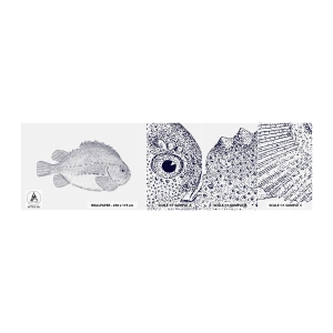 Échantillon de Papier Peint Autocollant Deluxe Sticker - Pour l'album du naturaliste - Poisson, Maritime, Océan - 100x30 cm