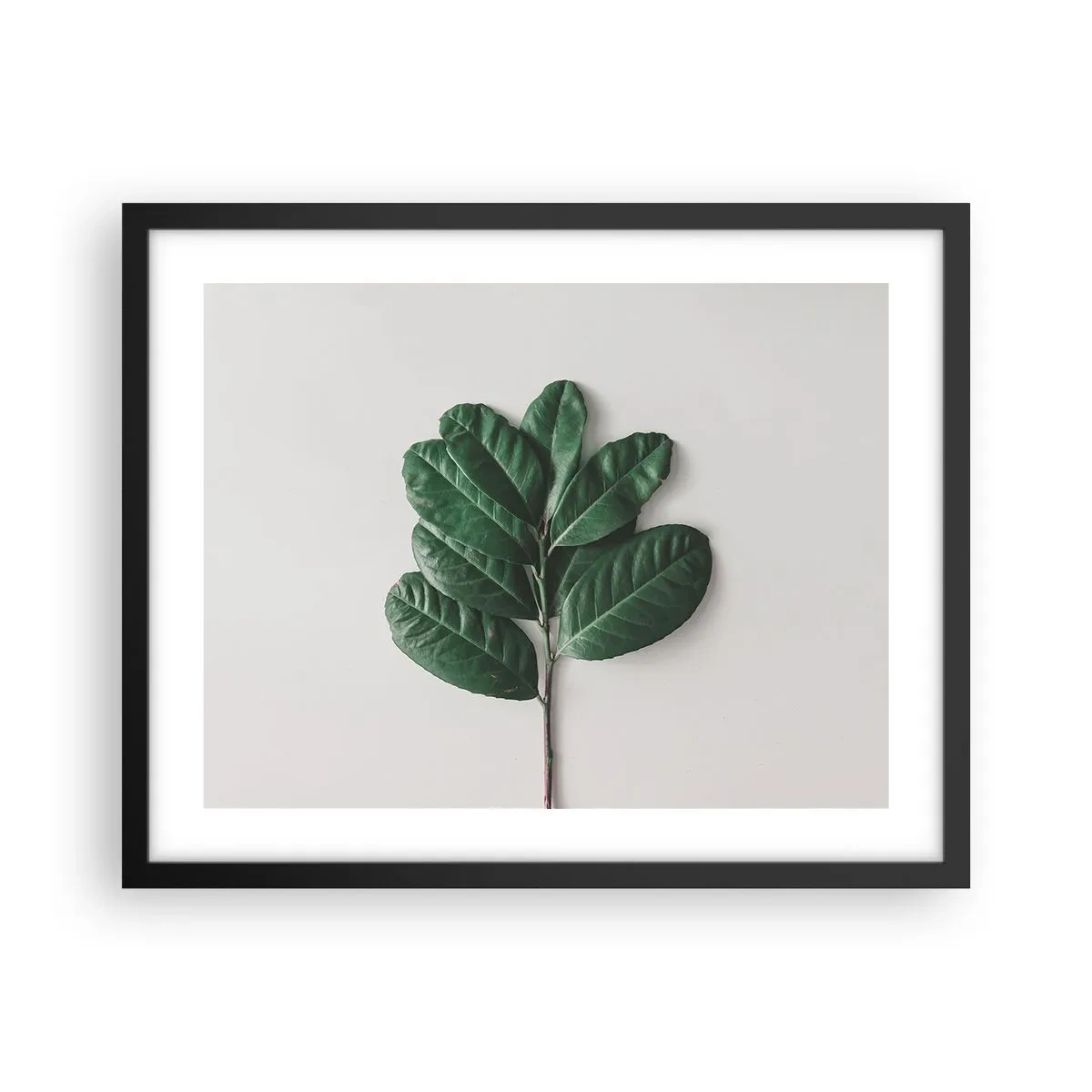 Affiche dans un cadre noir - Poster - Dessin de la nature elle-même - 50x40 cm