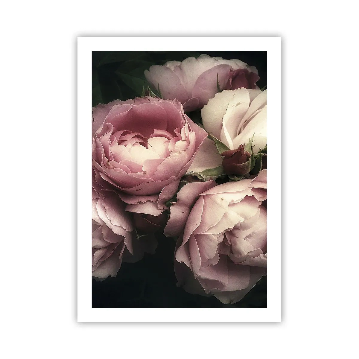 Affiche - Poster - Pivoines roses dans un arrangement élégant et classique - 50x70cm - Le charme de la belle époque - Décoration murale moderne pour le salon et la chambre ARTTOR
