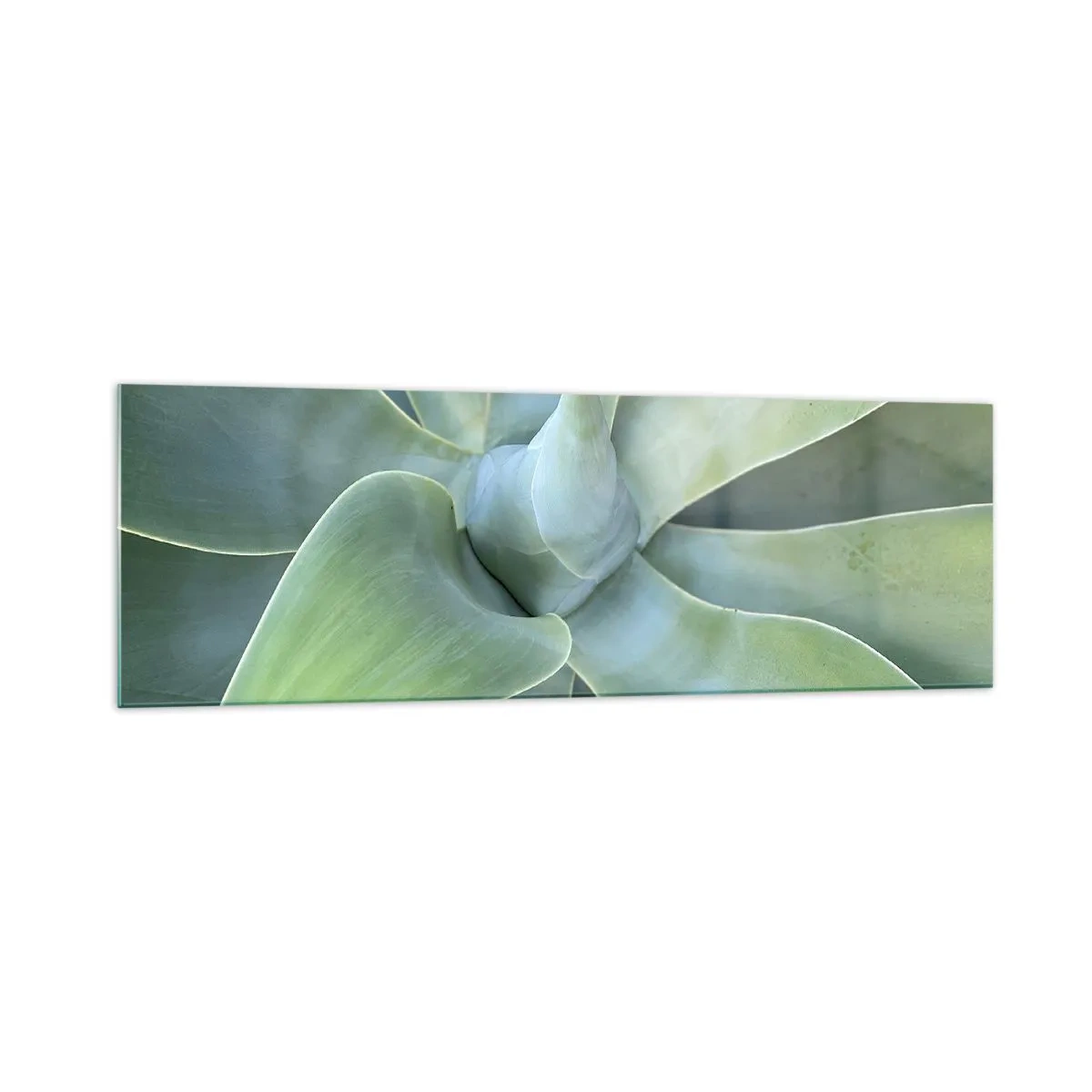 Impression sur verre - Image sur verre - Feuilles d'agave subtiles dans des tons verts - 160x50cm - La naissance de la verdure - Décoration murale moderne pour le salon et la chambre ARTTOR